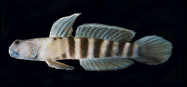 Image of Luther&#39;s prawn-goby