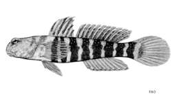 Image of Luther&#39;s prawn-goby