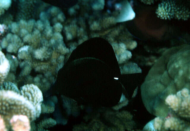 Image of Longnose surgeonfish