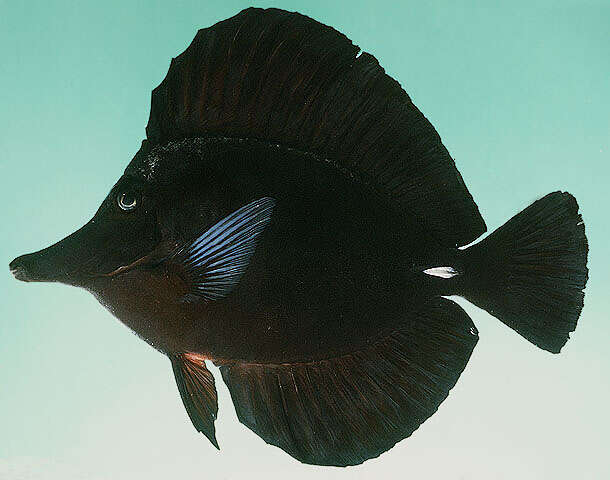 Image of Longnose surgeonfish