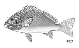 صورة Plectorhinchus multivittatus (Macleay 1878)