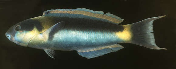 صورة Thalassoma genivittatum (Valenciennes 1839)