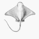 Image of Bat ray