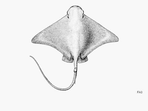 Image of Bat ray