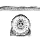 Image of Modoc brook lamprey