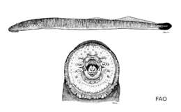 Image of Modoc brook lamprey