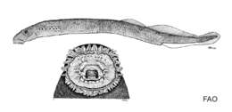 Image of Turkish brook lamprey