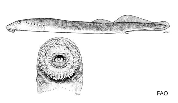 Image of Po brook lamprey
