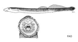Image of Siberian brook lamprey