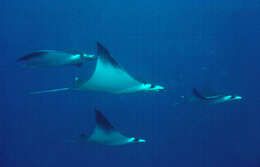 Image of Bentfin Devil Ray