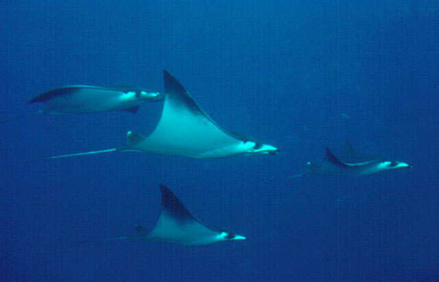 Image of Bentfin Devil Ray