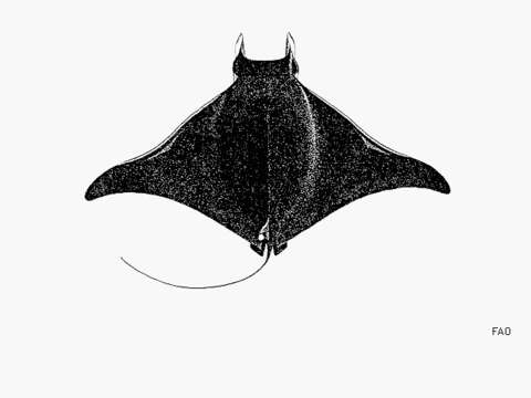 Image of Bentfin Devil Ray