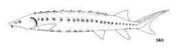 Image of Shortnose Sturgeon