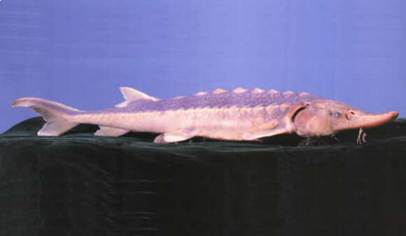 Image of Green Sturgeon