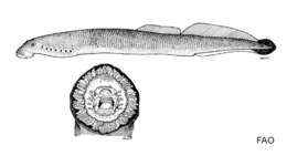 Image of nonparasitic Mexican lamprey