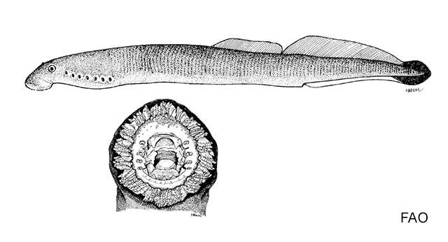 Image of nonparasitic Mexican lamprey
