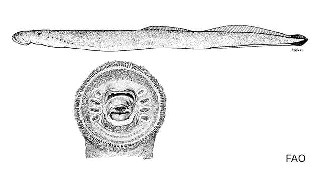 Image of Chapala lamprey