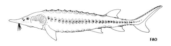 Image of Gulf Sturgeon