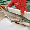 Image of White Sturgeon