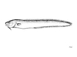 Image of Ophidion rochei Müller 1845