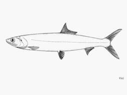 Image of Ladyfish