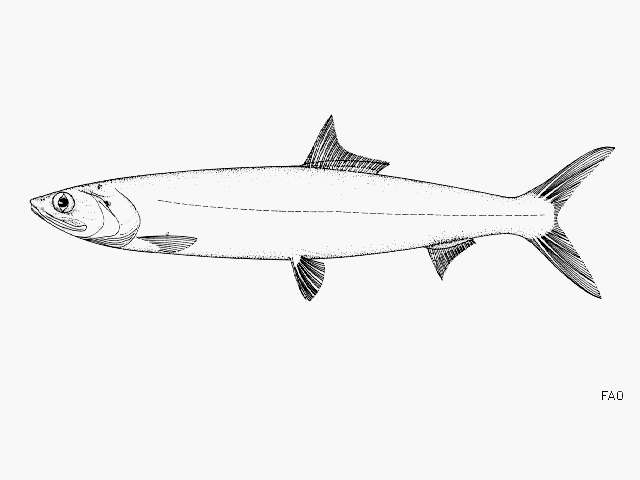 Image of Ladyfish