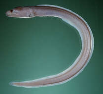 Image of Common False Moray