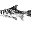 Image of Thicklipped Barb