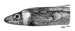 Image of Collared Eel