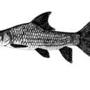 Image of Thinlip barb