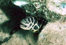 Image of Chain Moray Eel