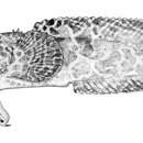 Image of Reticulate toadfish