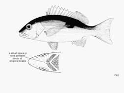 Слика од Lutjanus fulviflamma (Forsskål 1775)