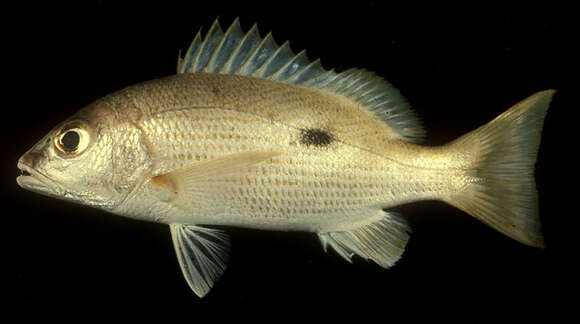 Image of Blackspot snapper