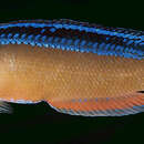 Image of Neon dottyback