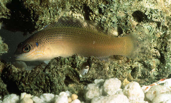 Image de Pseudochromis caudalis Boulenger 1898