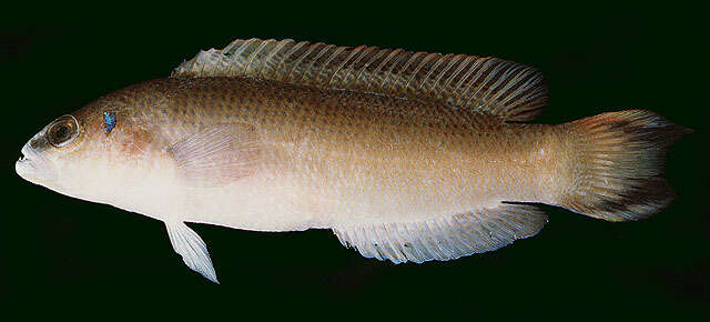 Image de Pseudochromis caudalis Boulenger 1898