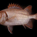 Image of Furrowed soldierfish