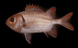 Image of Furrowed soldierfish