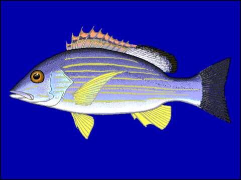 Image of Blacktail snapper