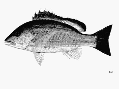 Image of Blacktail snapper