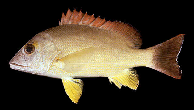 Image of Blacktail snapper