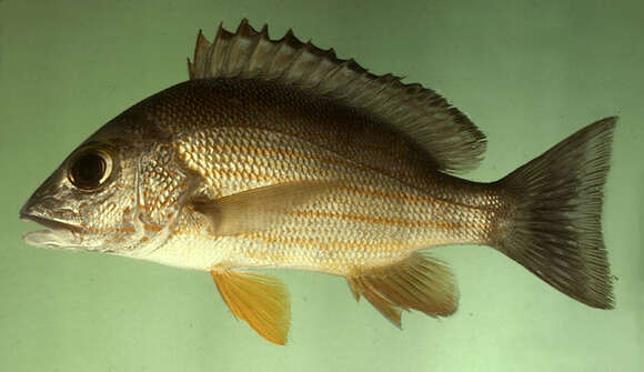 Image of Blacktail snapper