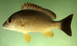 Image of Blacktail snapper