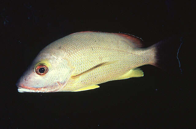 Image of Blacktail snapper