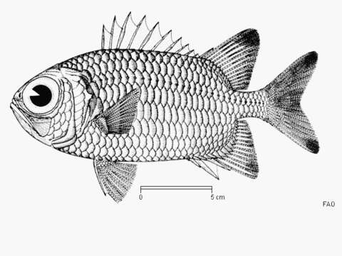 Image of Blacktip Soldierfish