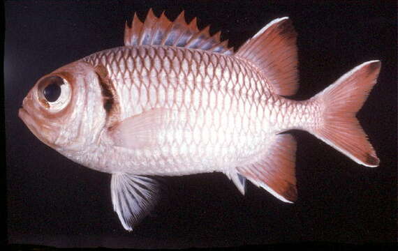 Image of Blacktip Soldierfish