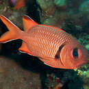 Image of Robust soldierfish