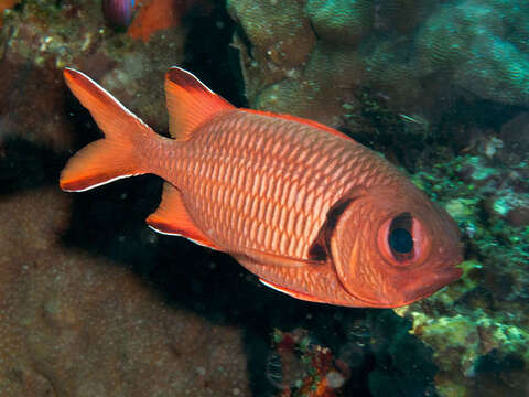 Image of Robust soldierfish