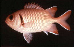 Image of Robust soldierfish